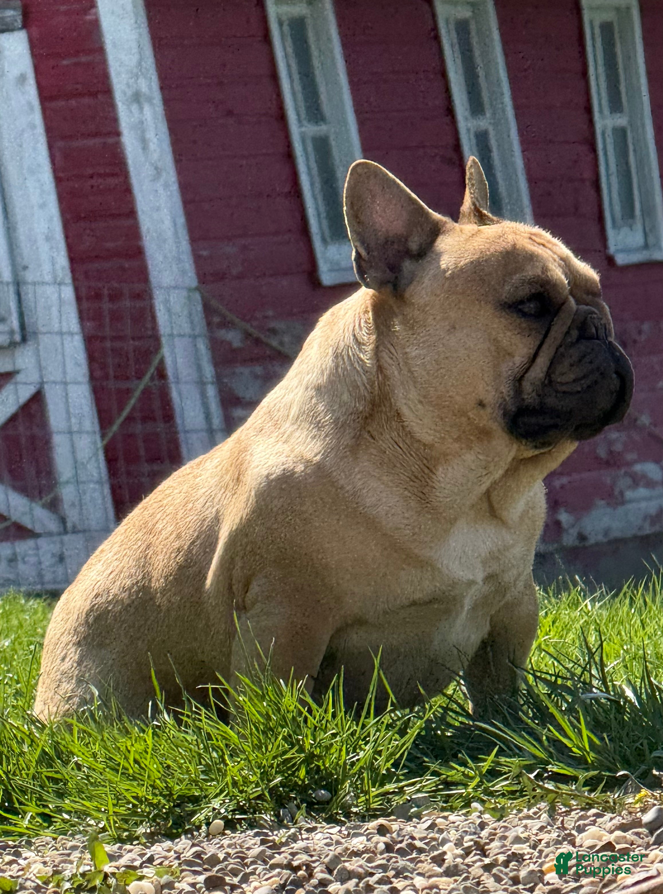 French Bulldog dogs Toi - Ad 1