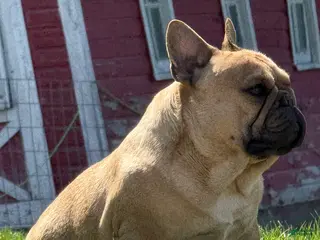 French Bulldog dogs for sale: Toi - Ad 3