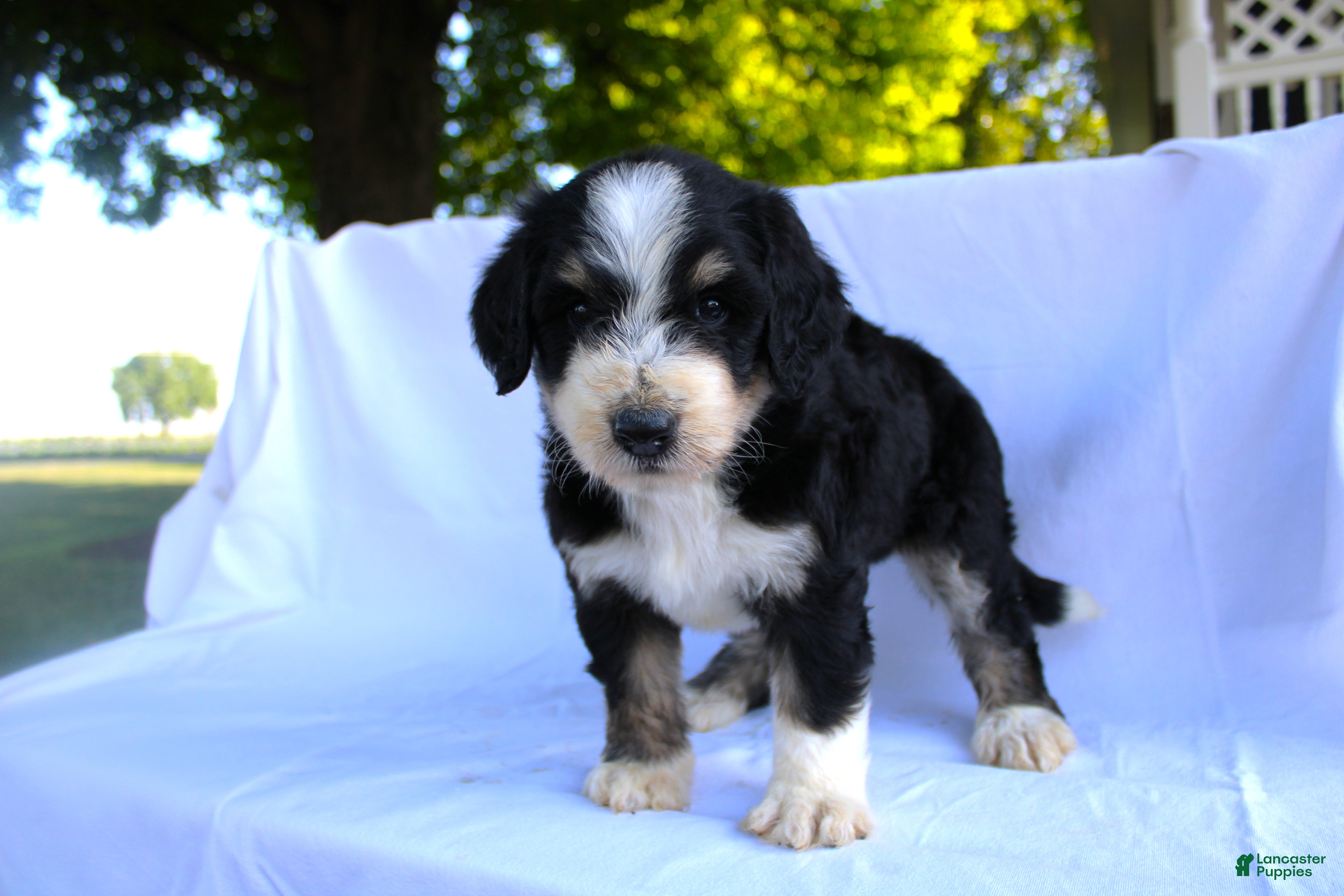 Bernedoodle dogs Sasha - Ad 1