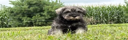 Miniature Schnauzer dogs for sale: Kenneth Miniature Schnauzer  - Ad 7