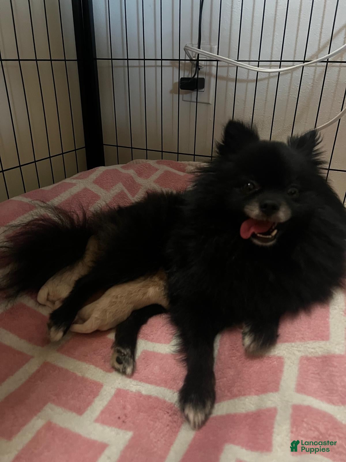 Pomeranian dogs Princess  - Ad 2