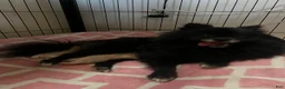 Pomeranian dogs for sale: Princess  - Ad 2
