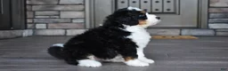 Mini Bernedoodle dogs for sale: Jester - Ad 13