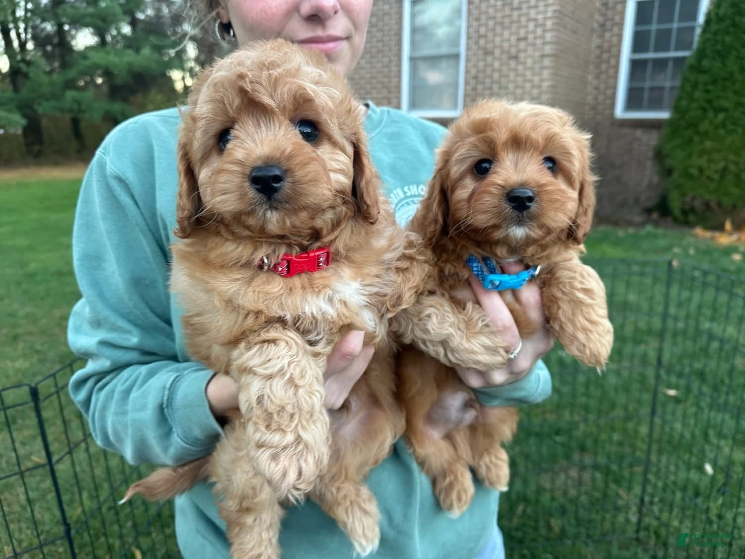 Cavapoo dogs Simon - Ad 2