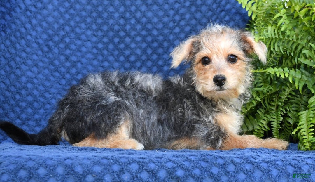 Yochon dogs for sale: Ricky - Ad 10