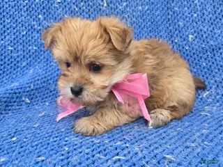 Morkie dogs Ava - Ad 4