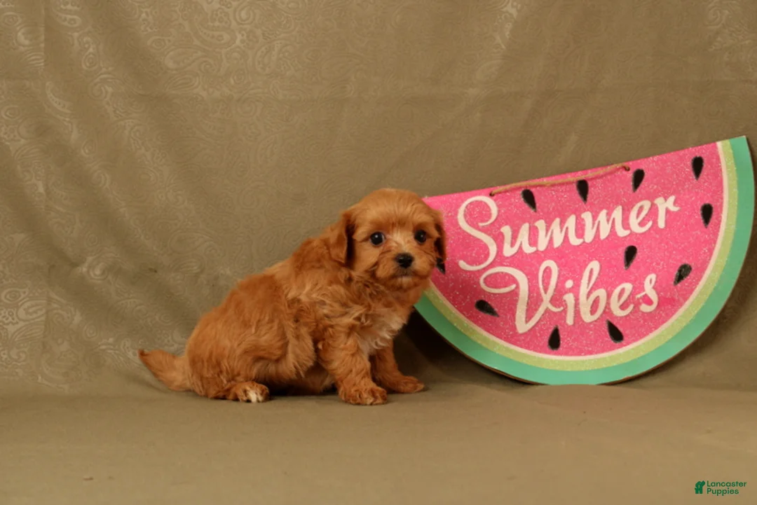Maltipoo dogs for sale: Clark - Ad 4
