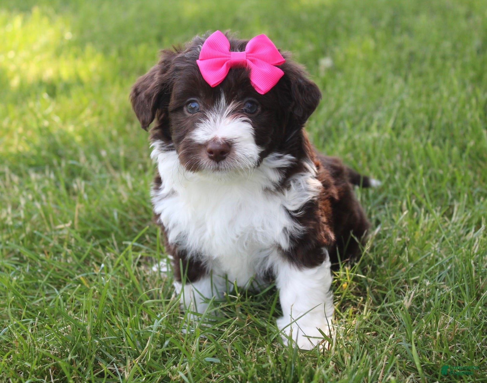 Mini Aussiedoodle dogs Jamie 🎀 - Ad 1