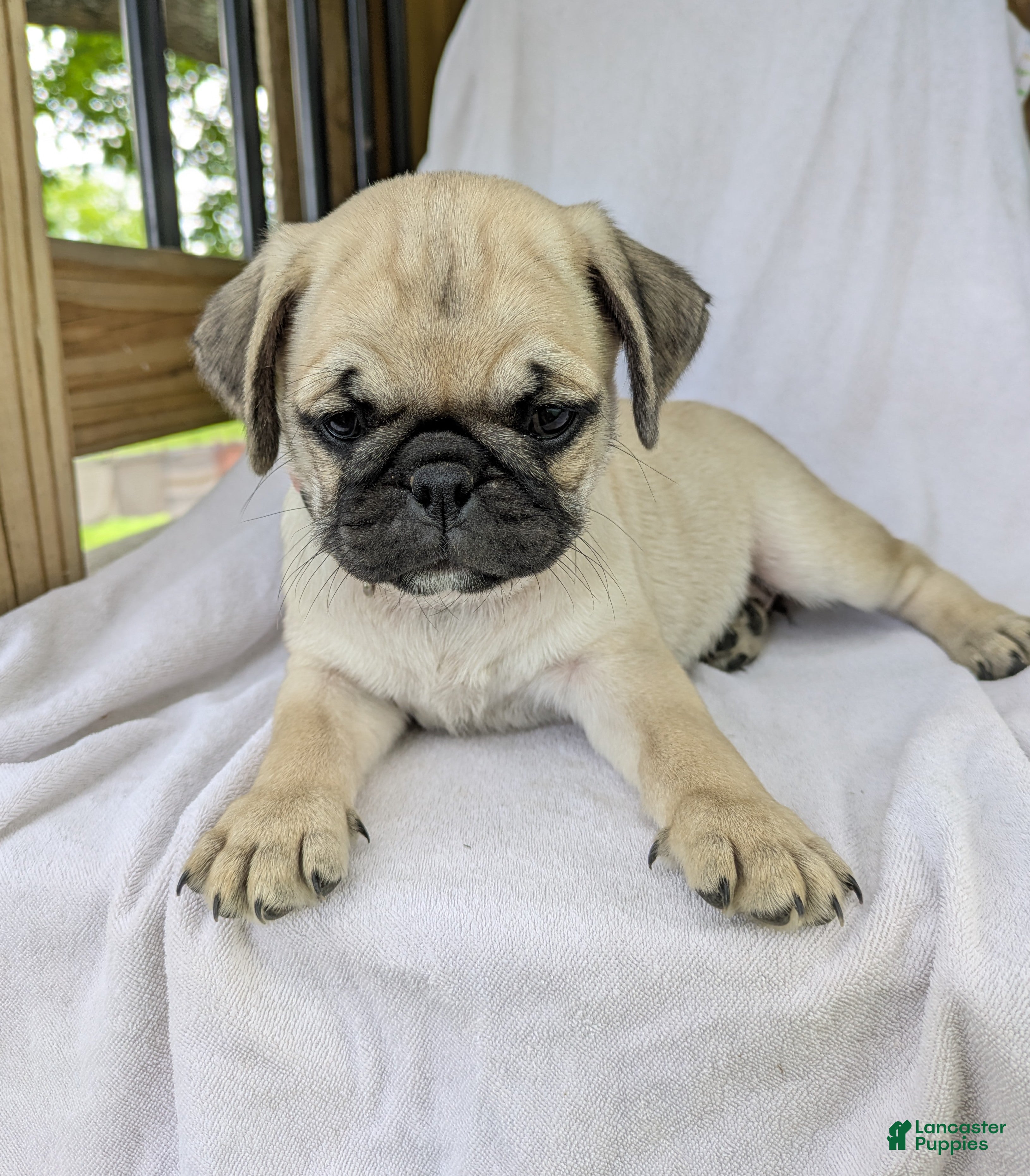 Pug dogs Luna - Ad 1