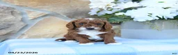 Cavapoo dogs for sale: Maple   - Ad 8