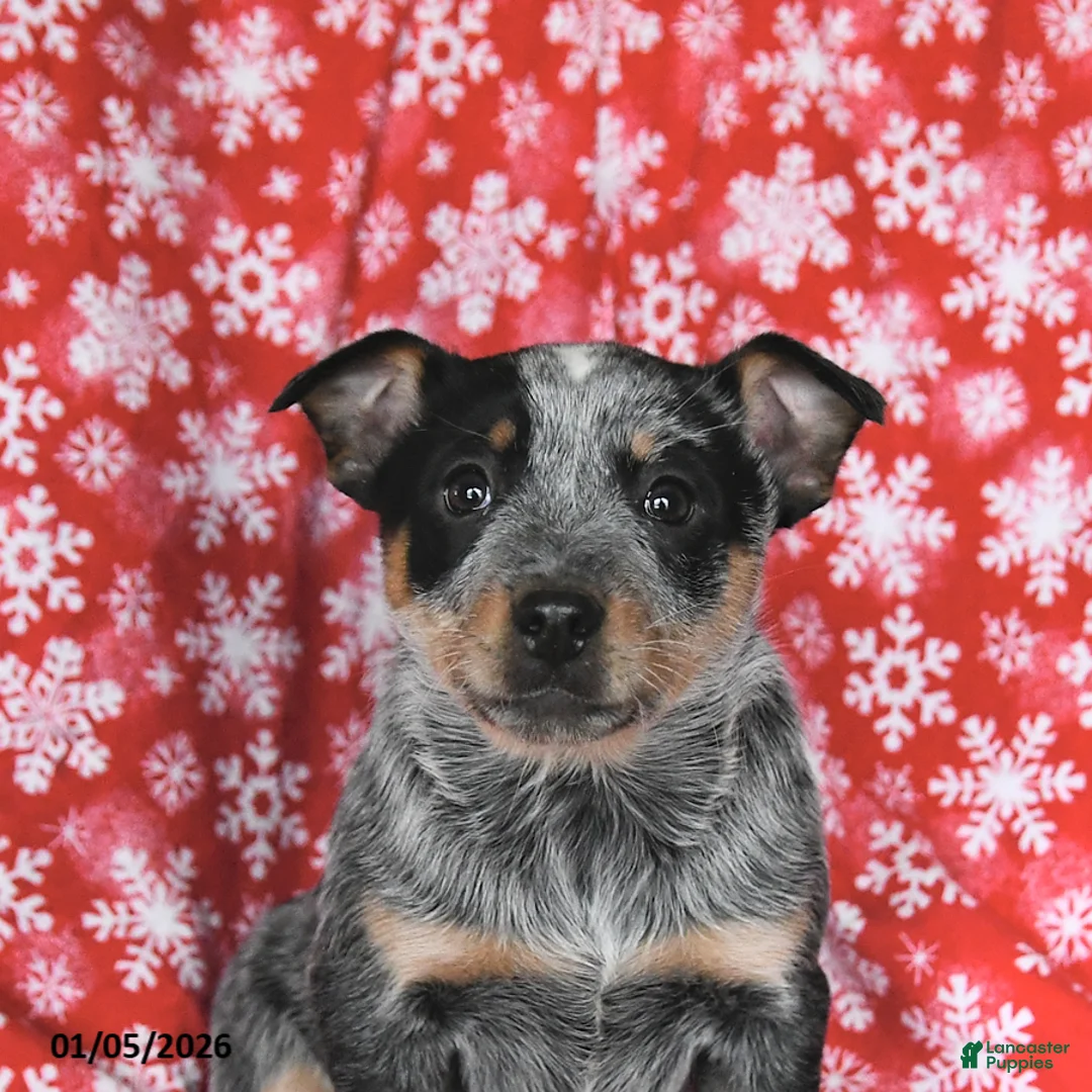 Australian Cattle Dog dogs for sale: Jade - Ad 10
