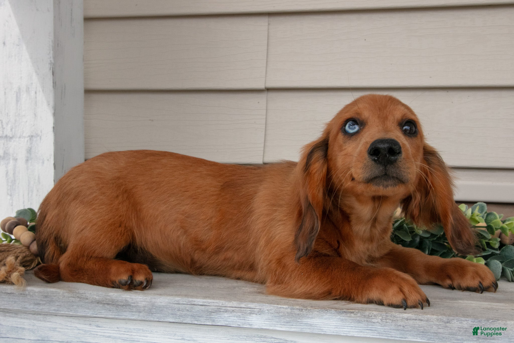 Miniature Dachshund dogs Fido - Ad 1