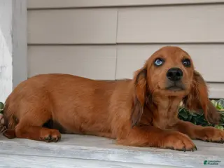 Miniature Dachshund dogs for sale: Fido - Ad 2