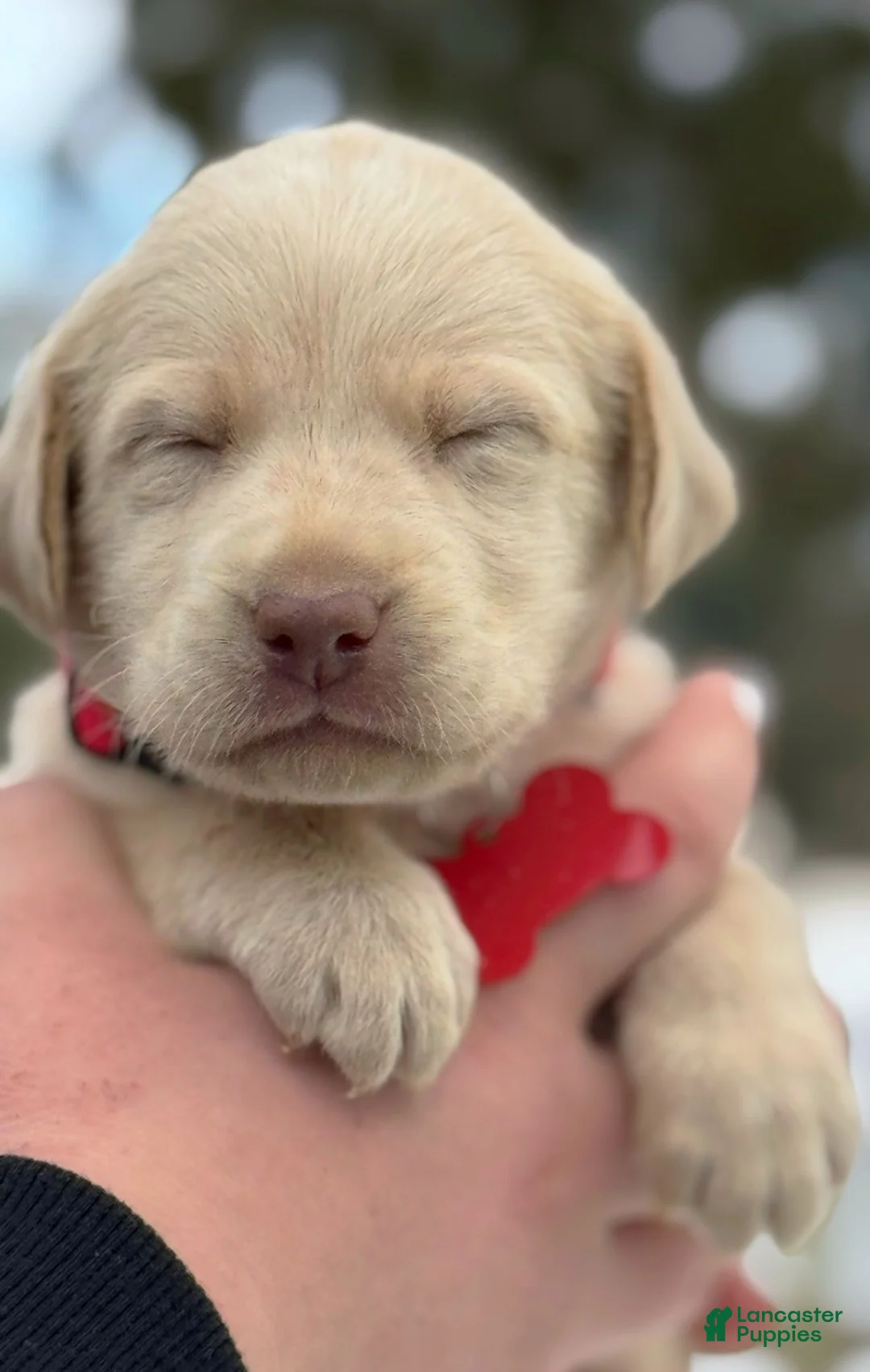 Labrador Retriever dogs for sale: Labrador Retriever Puppy 1 - Ad 19