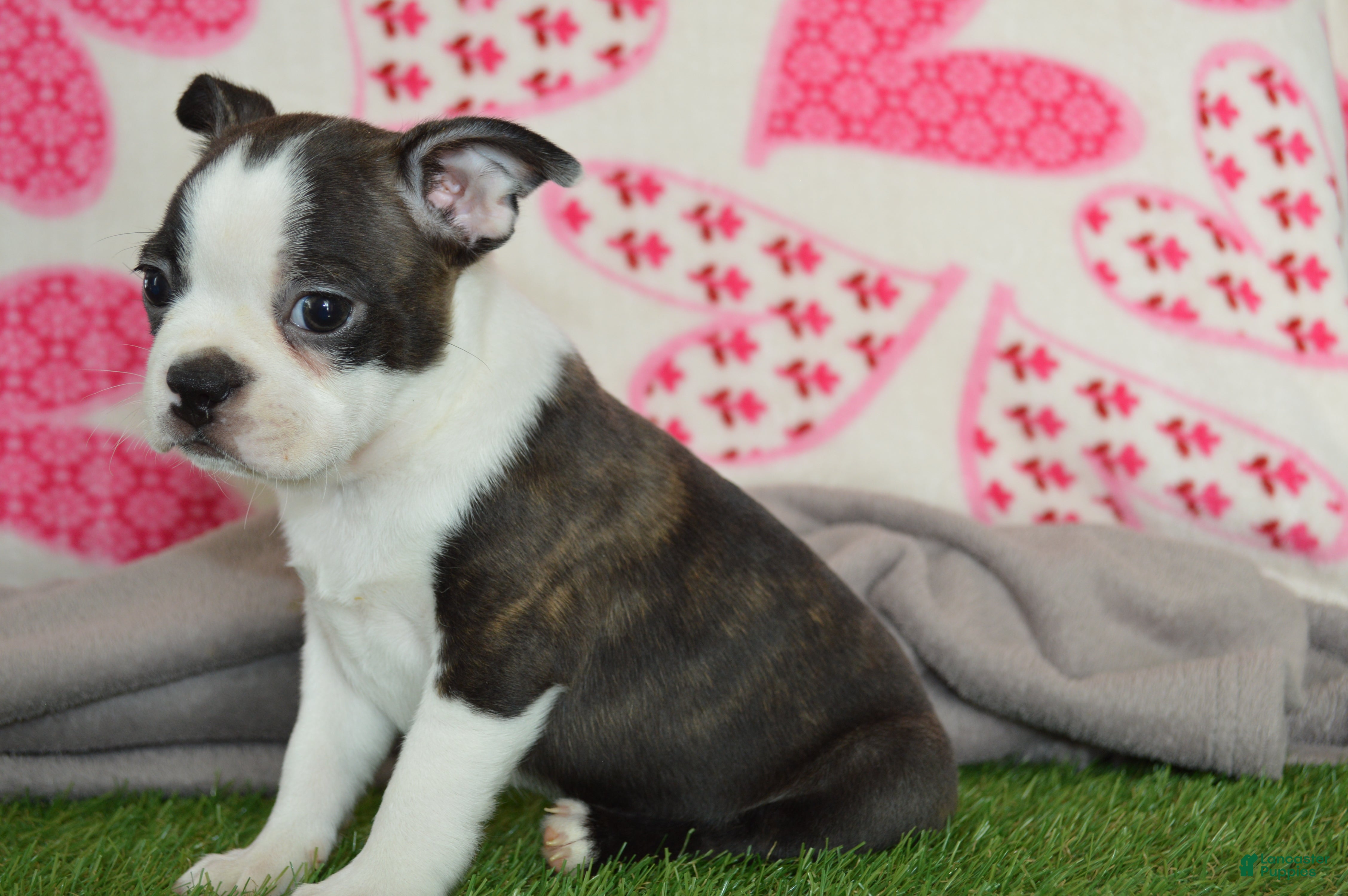 Boston Terrier dogs Jimmy - Ad 2