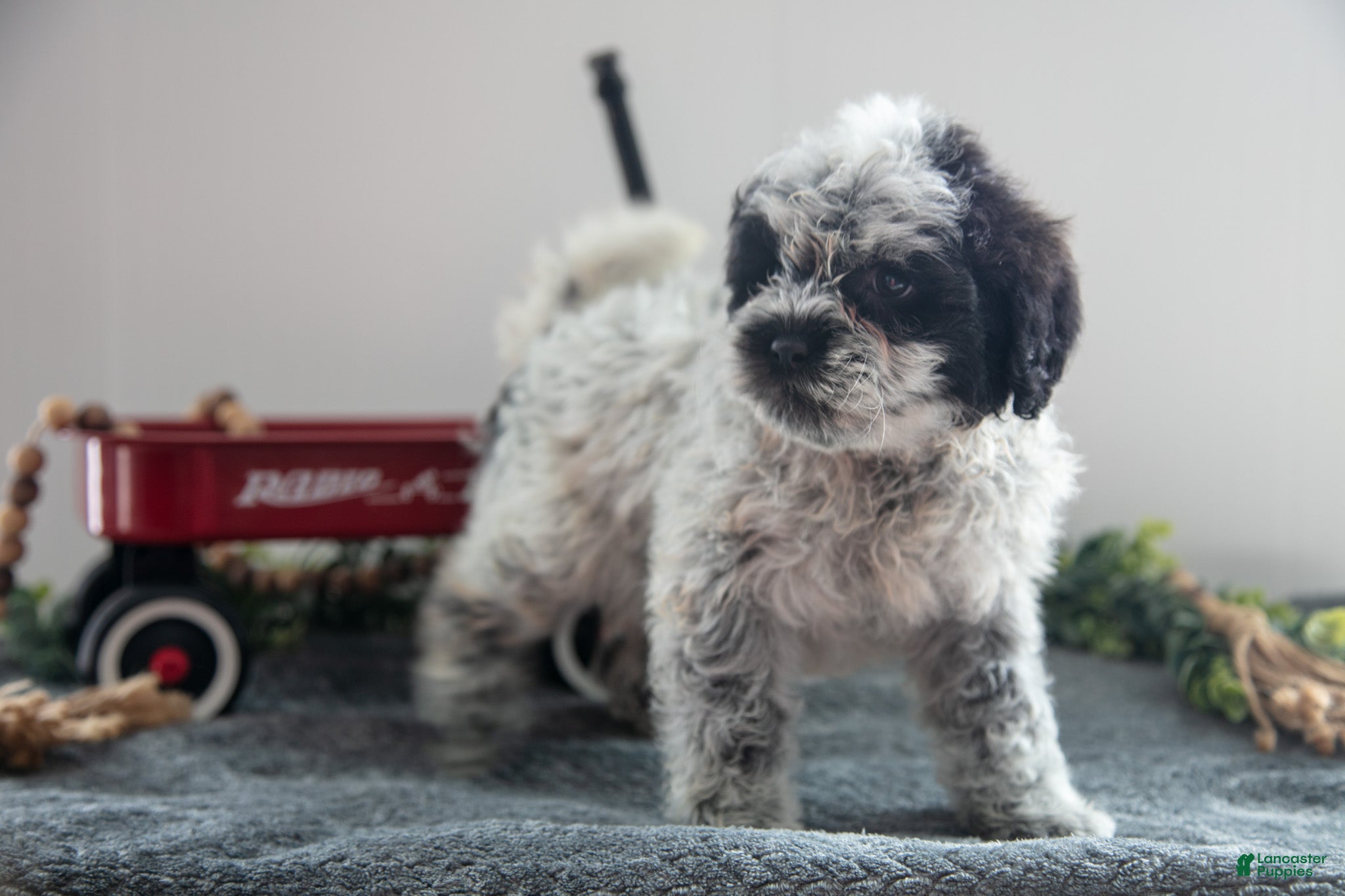 Mixed Breed dogs Oreo - Ad 2