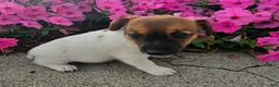Jack Russell Terrier dogs for sale: Jewel - Ad 5