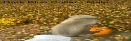 Pug dogs for sale: Dark Blue Male - Ad 3