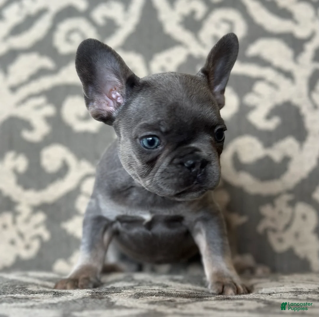 French Bulldog dogs for sale: Munchkin - Ad 2