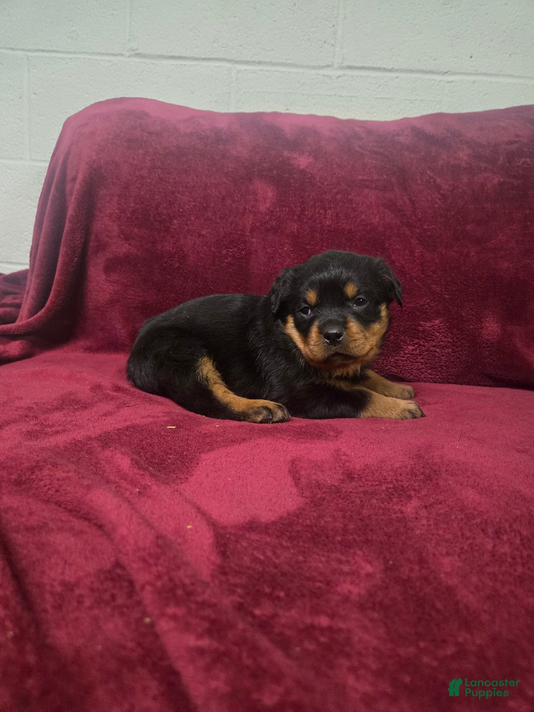 Rottweiler dogs for sale: Poppy **Claimed** - Ad 3