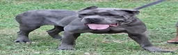 Cane Corso dogs for sale: Cane Corso Puppy 1 - Ad 5