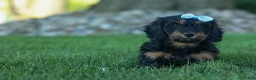 Miniature Dachshund dogs for sale: Harley  🦴🐶 - Ad 9