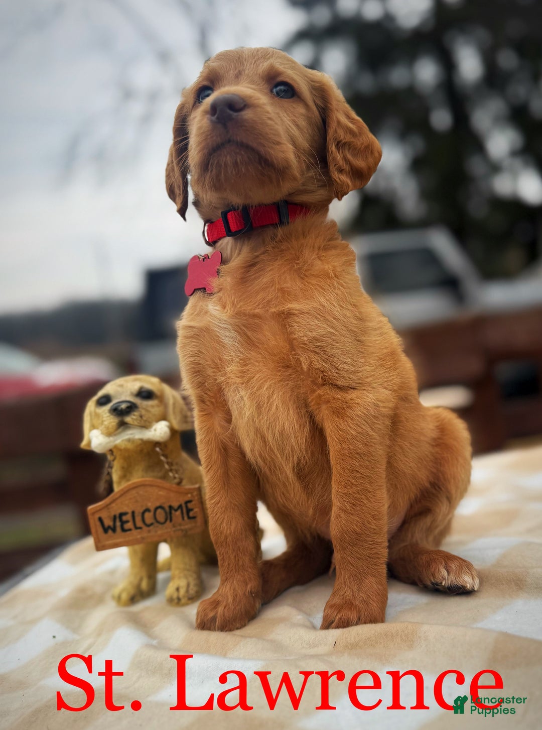 Labradoodle dogs for sale: Labradoodle Puppy 1 - Ad 14