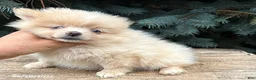 Pomeranian dogs for sale: Foxy - Ad 3