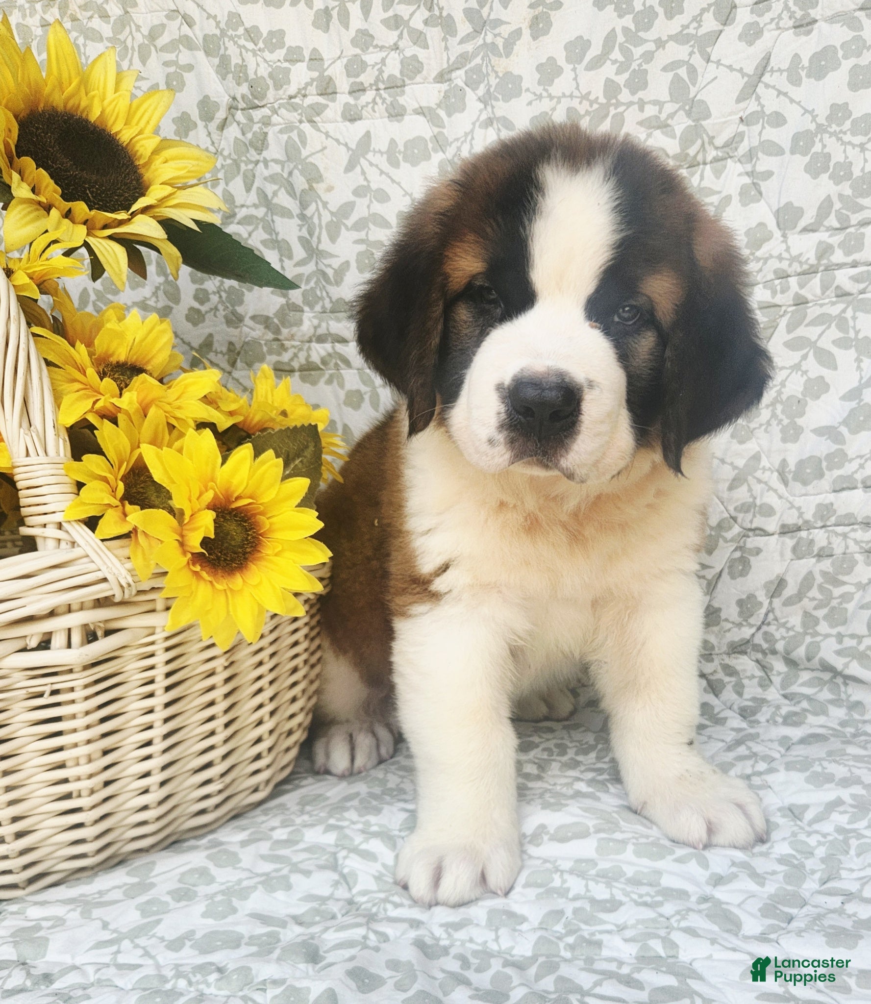 Saint Bernard dogs Tessie - Ad 1