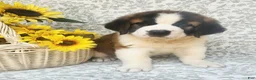 Saint Bernard dogs for sale: Tessie - Ad 1