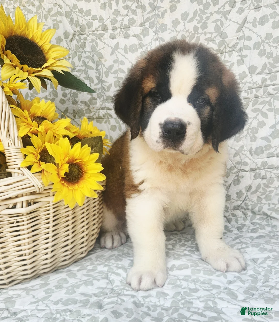 Saint Bernard dogs for sale: Tessie - Ad 1