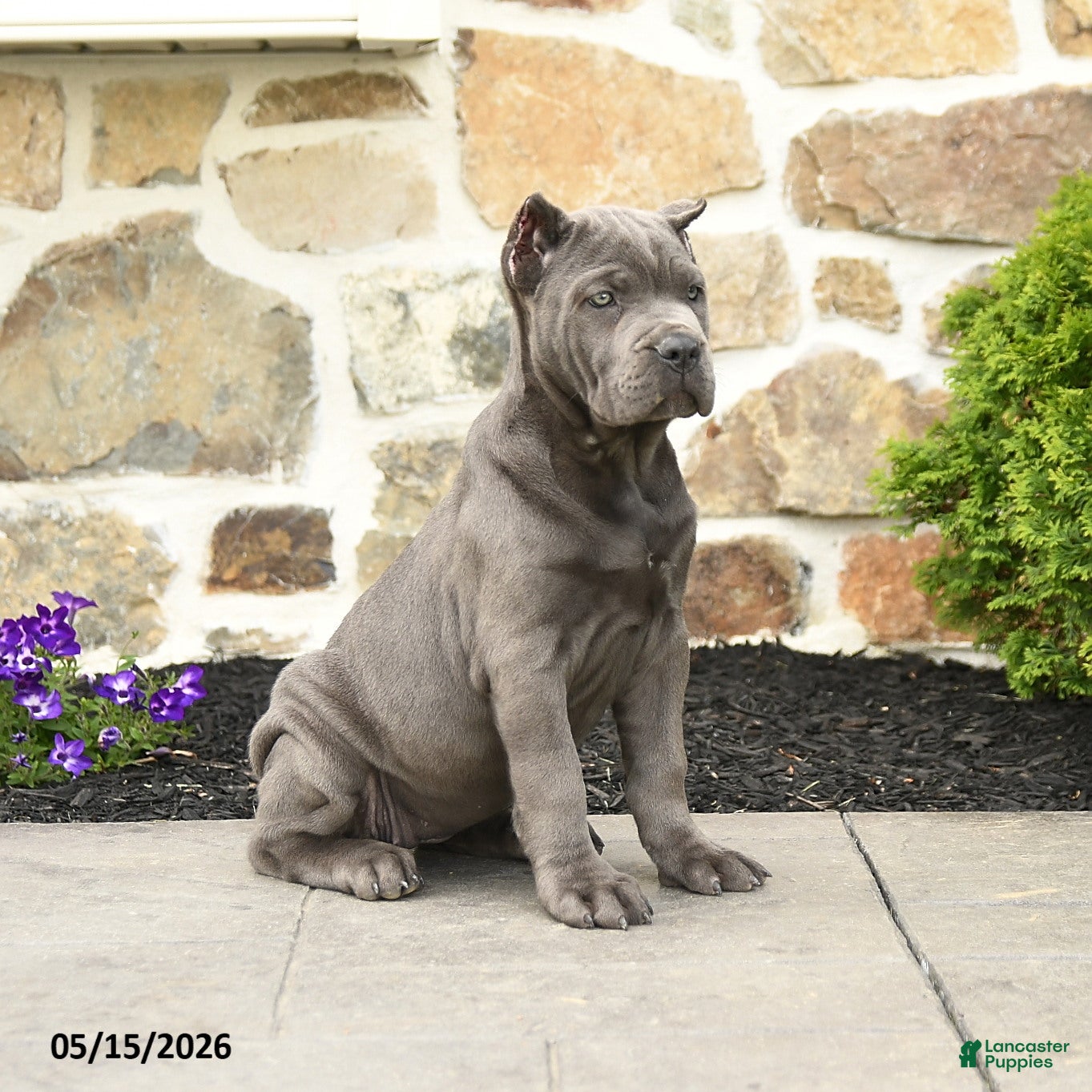 Cane Corso dogs Olive  - Ad 2