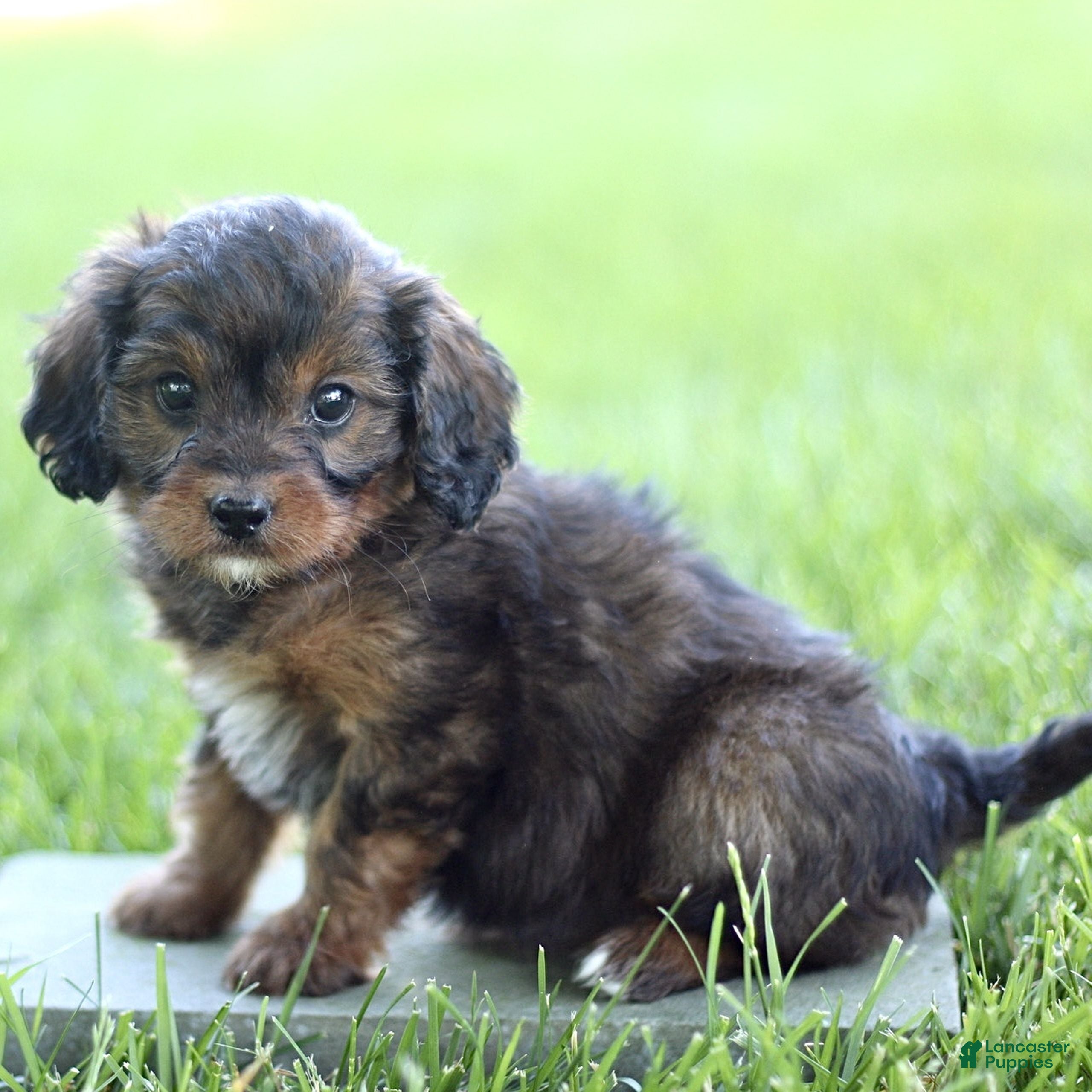Cavapoo dogs for sale: Dahlia  - Ad 2