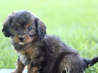 Cavapoo dogs for sale: Dahlia - Ad 2