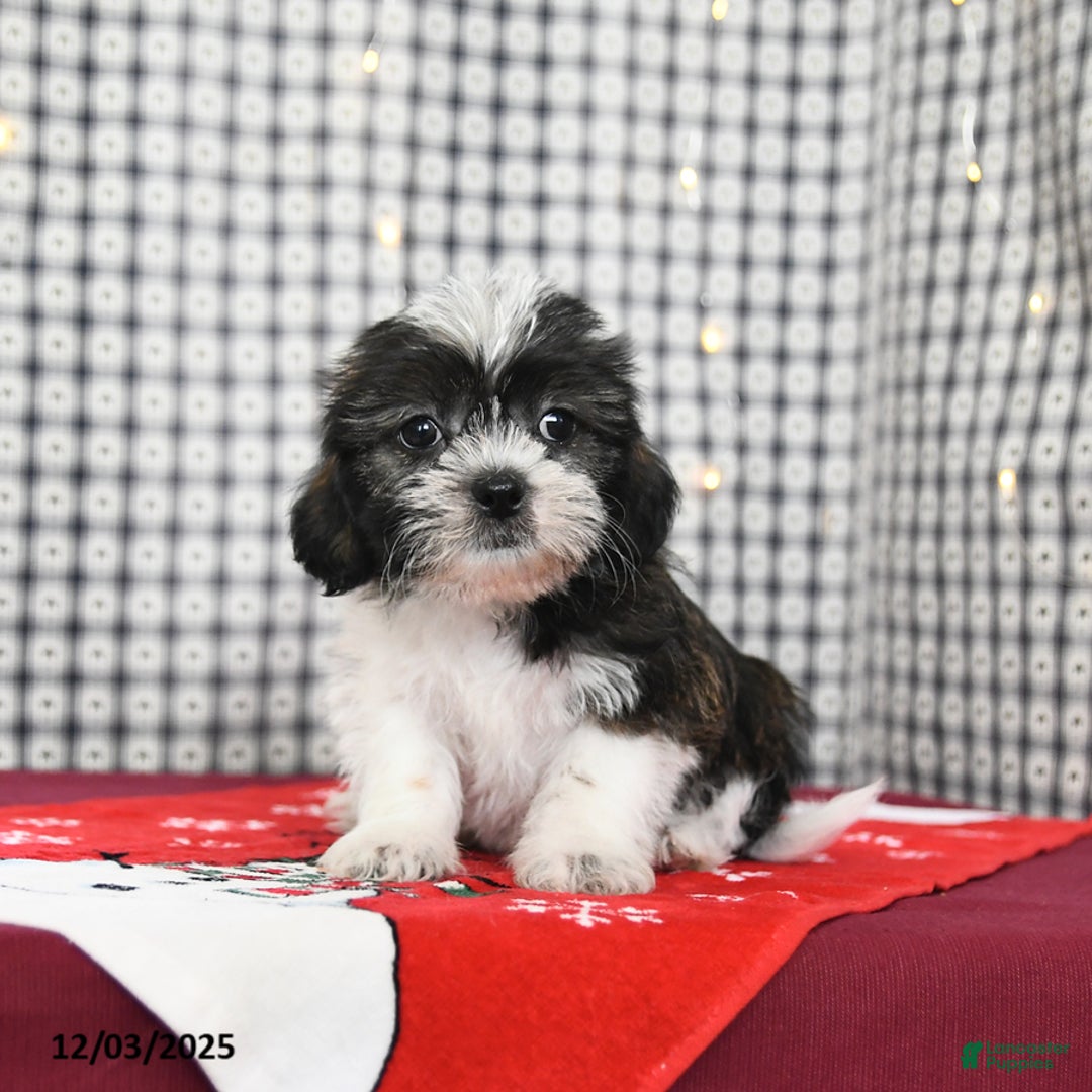 Mixed Breed dogs for sale: Kola - Ad 2