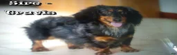 Miniature Dachshund dogs for sale: Tinker - Ad 10