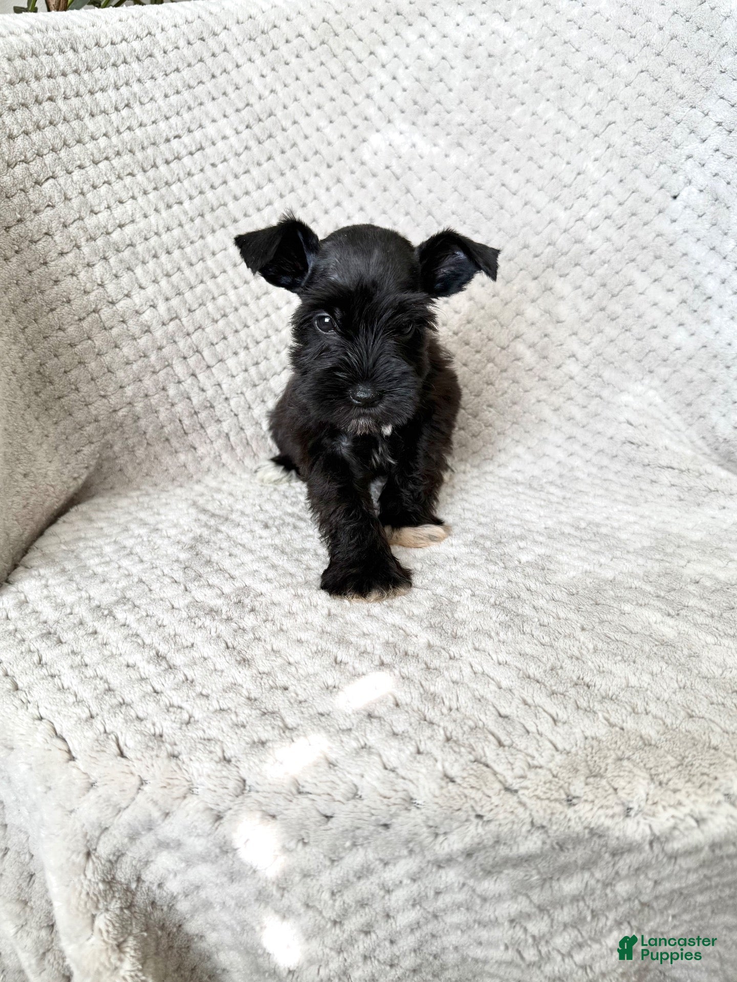 Miniature Schnauzer dogs Amanda  - Ad 34