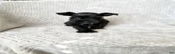 Miniature Schnauzer dogs for sale: Amanda  - Ad 1