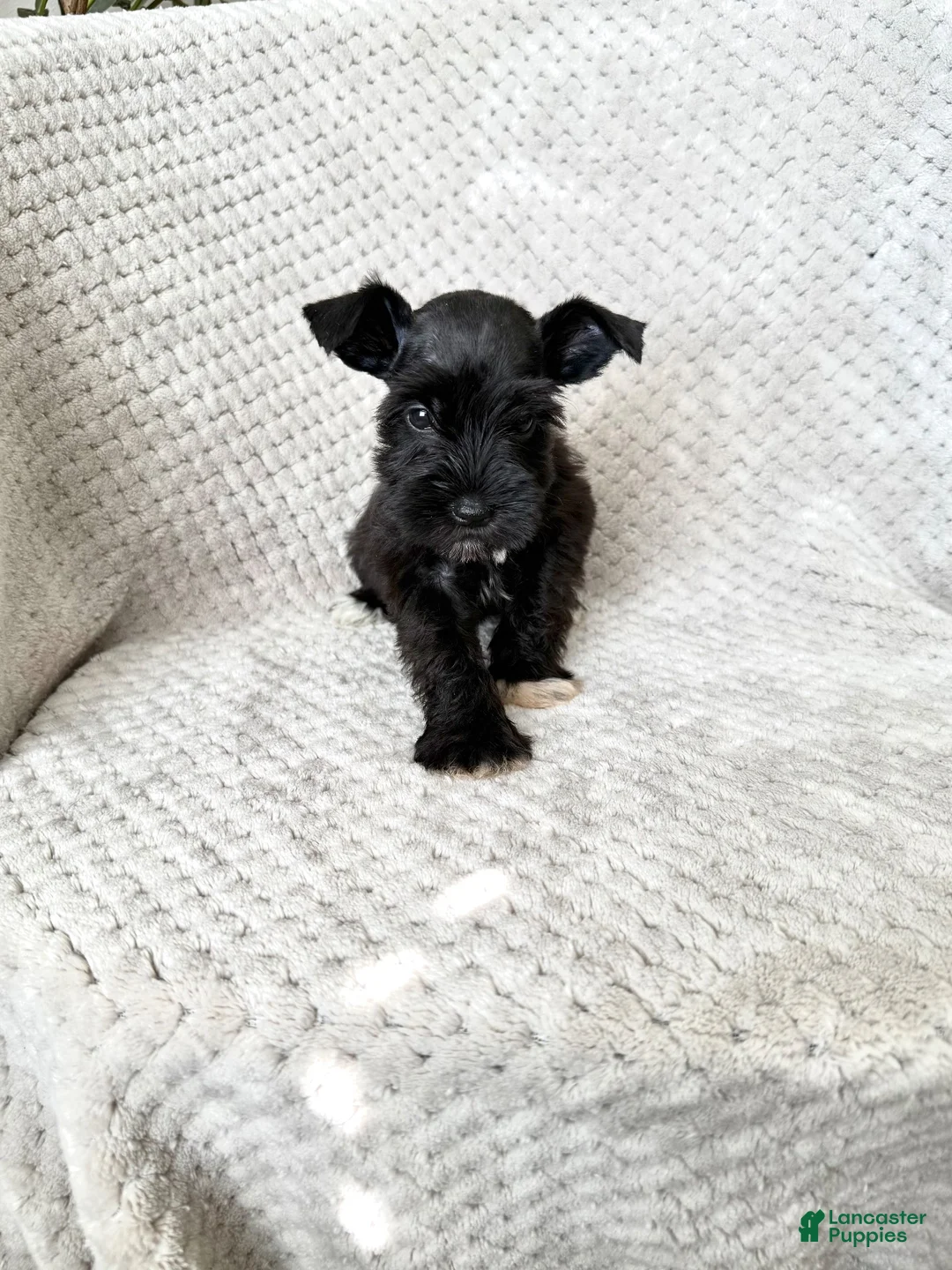 Miniature Schnauzer dogs for sale: Amanda  - Ad 1