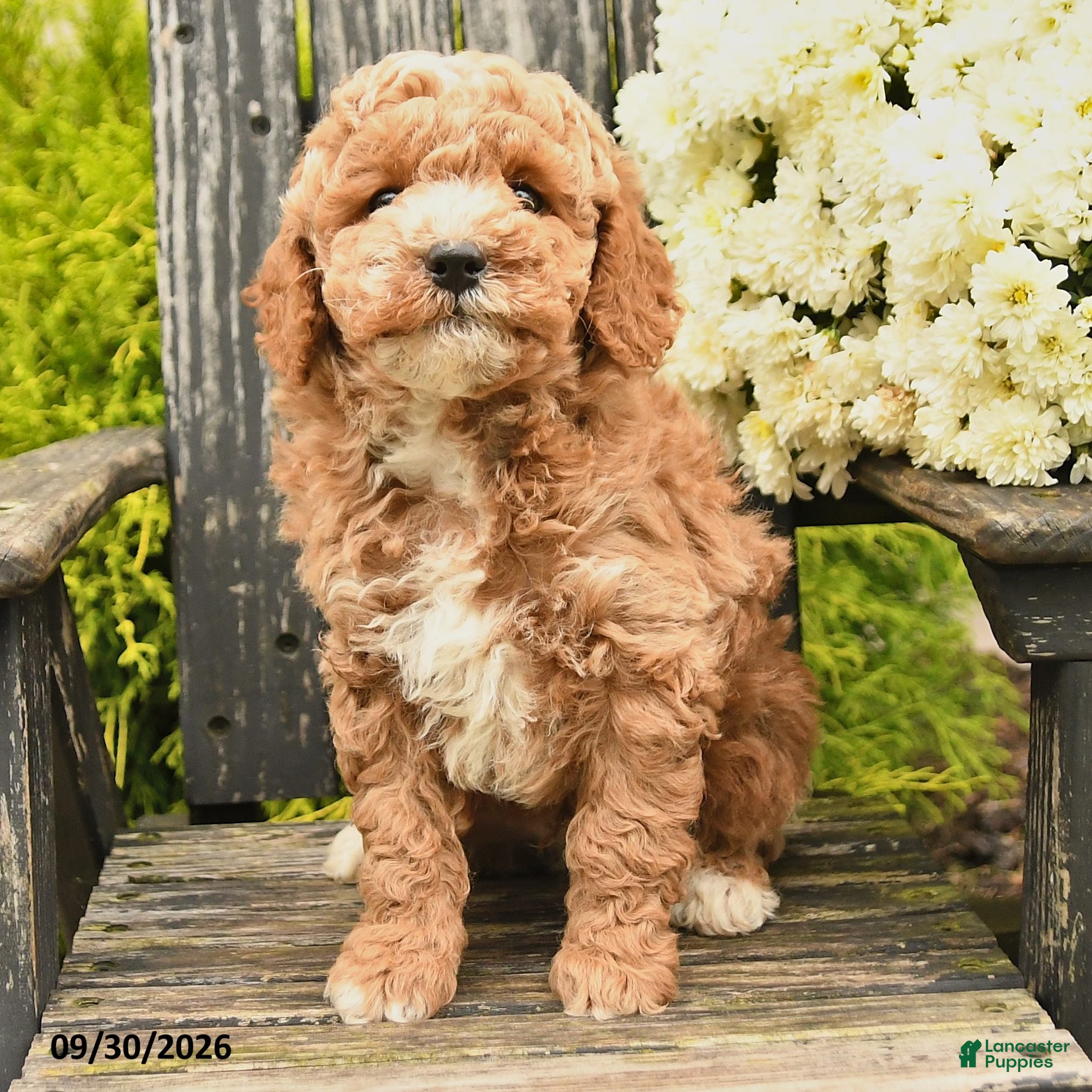 Bernedoodle dogs Lonny - Ad 2