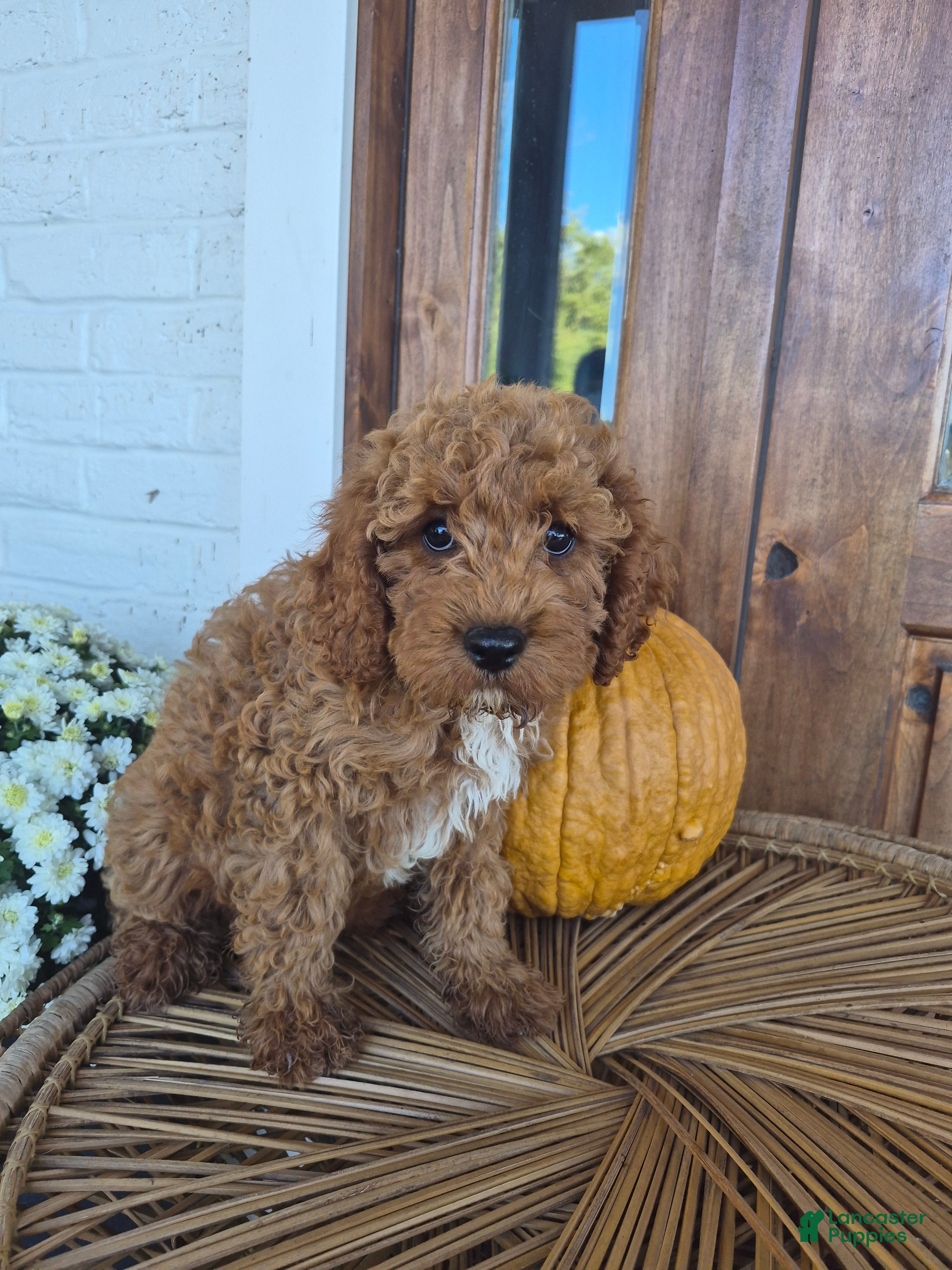 Cavapoo dogs Chester - Ad 2