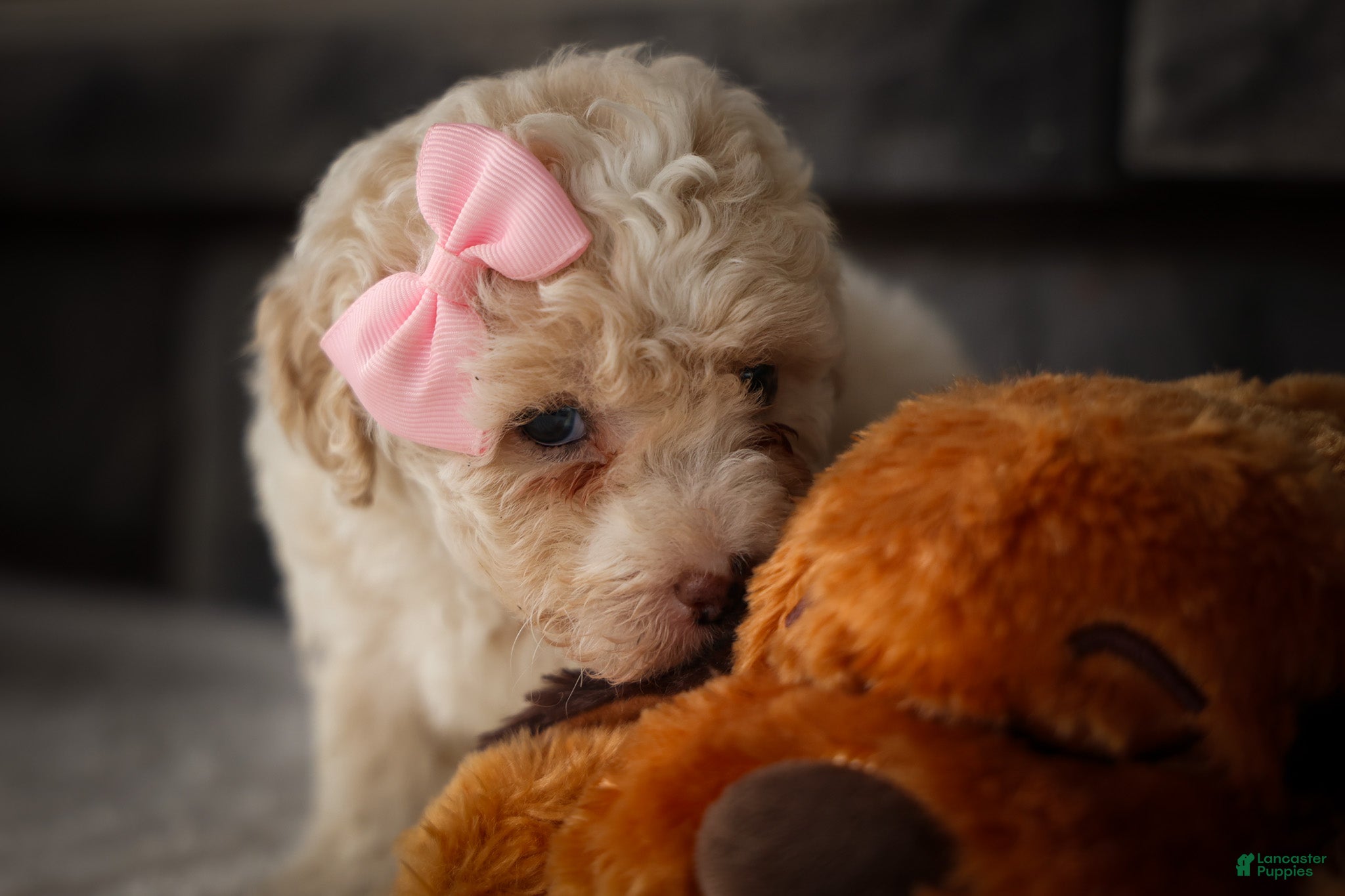 Miniature Poodle dogs Jett 🐾  - Ad 2