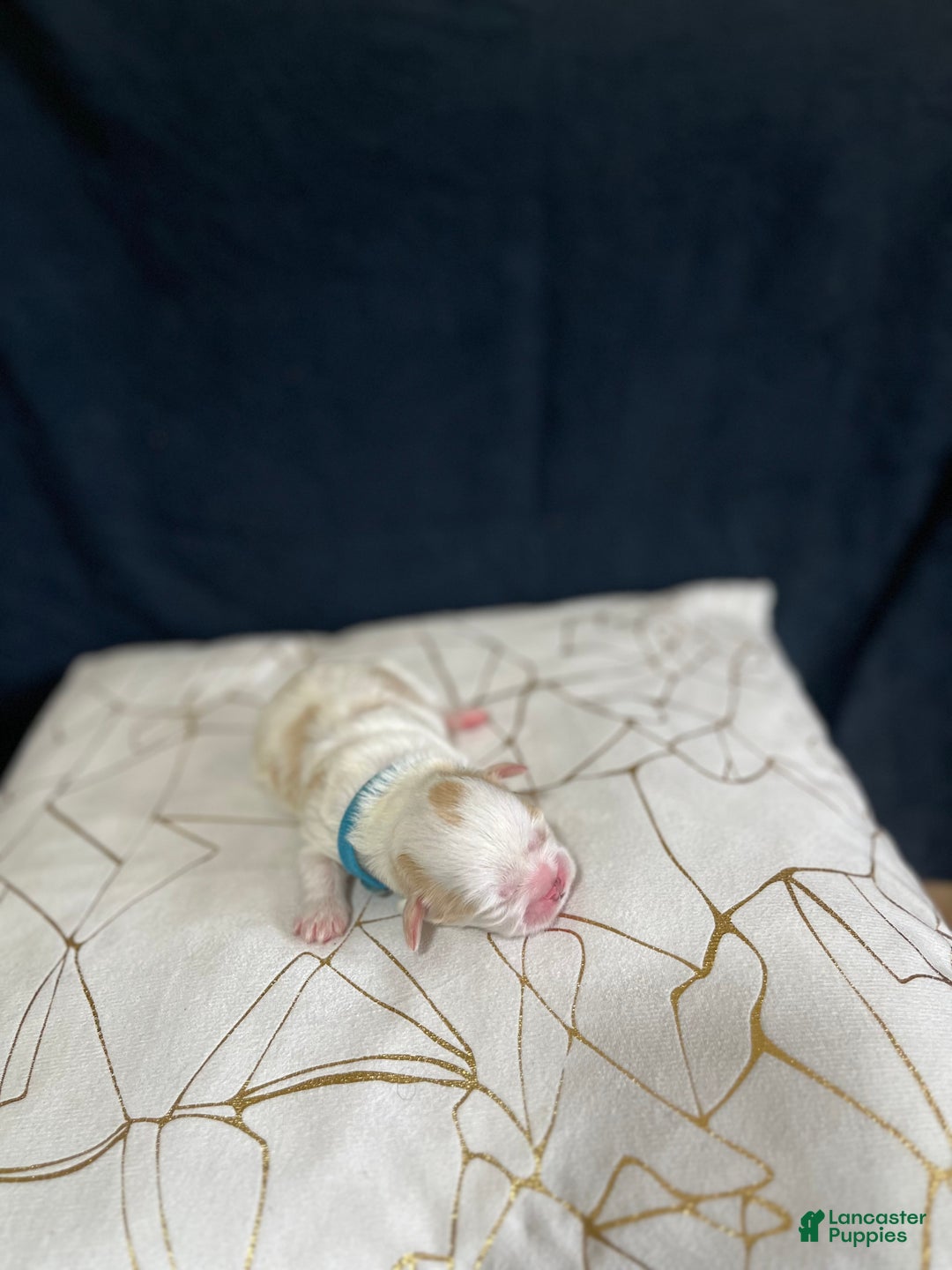 Shih Tzu dogs for sale: Atum - Ad 7