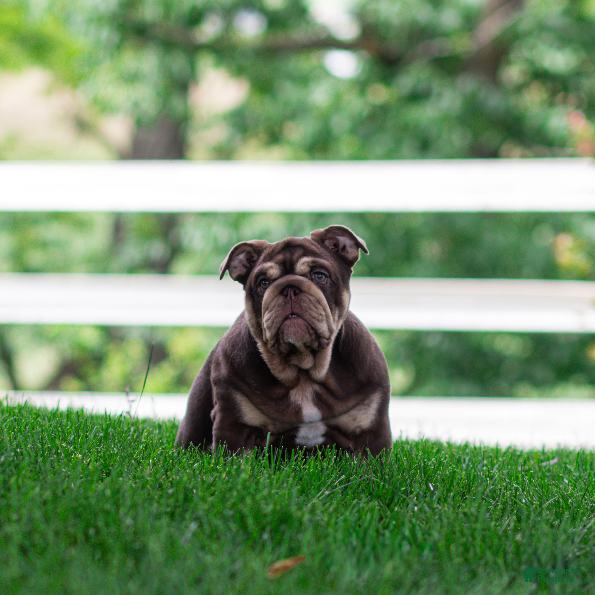 English Bulldog dogs Sable Manroe English Bulldog Puppy  - Ad 1