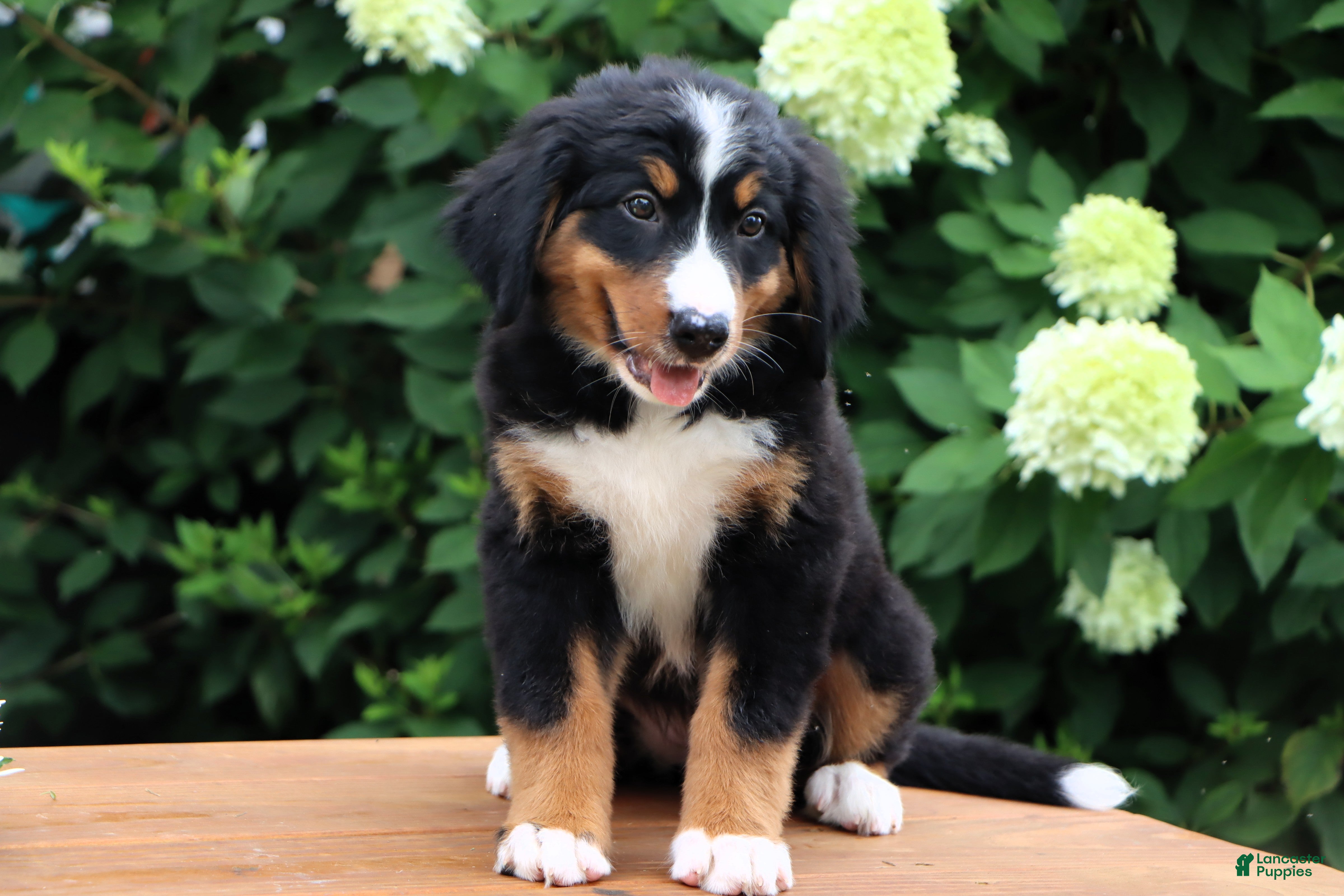 Bernese Mountain Dog dogs Kyra - Ad 2
