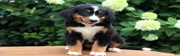 Bernese Mountain Dog dogs for sale: Kyra - Ad 2