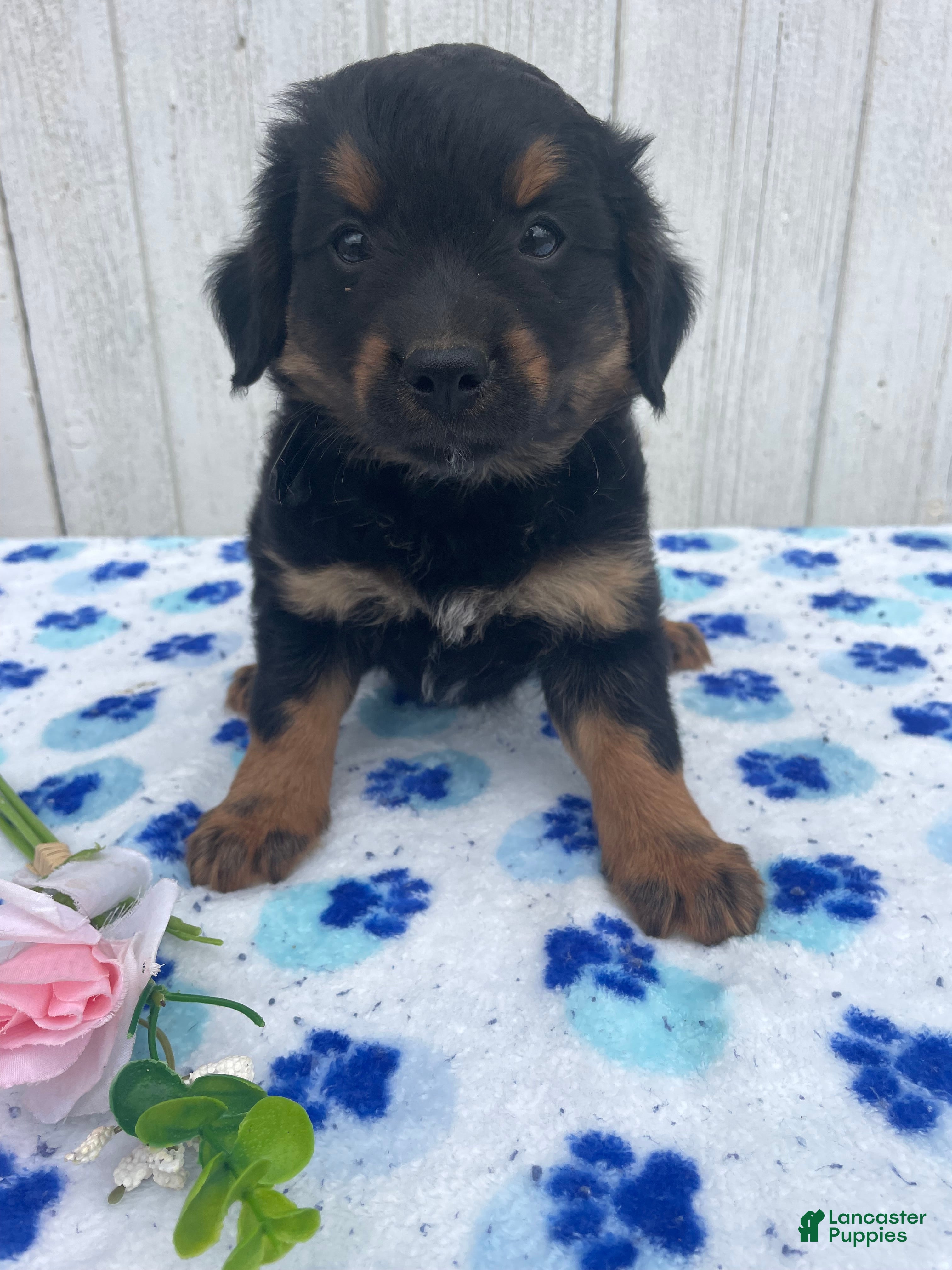 Mixed Breed dogs Comet - Ad 30