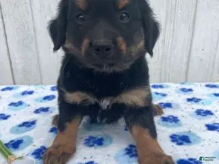 Mixed Breed dogs Comet - Ad 24