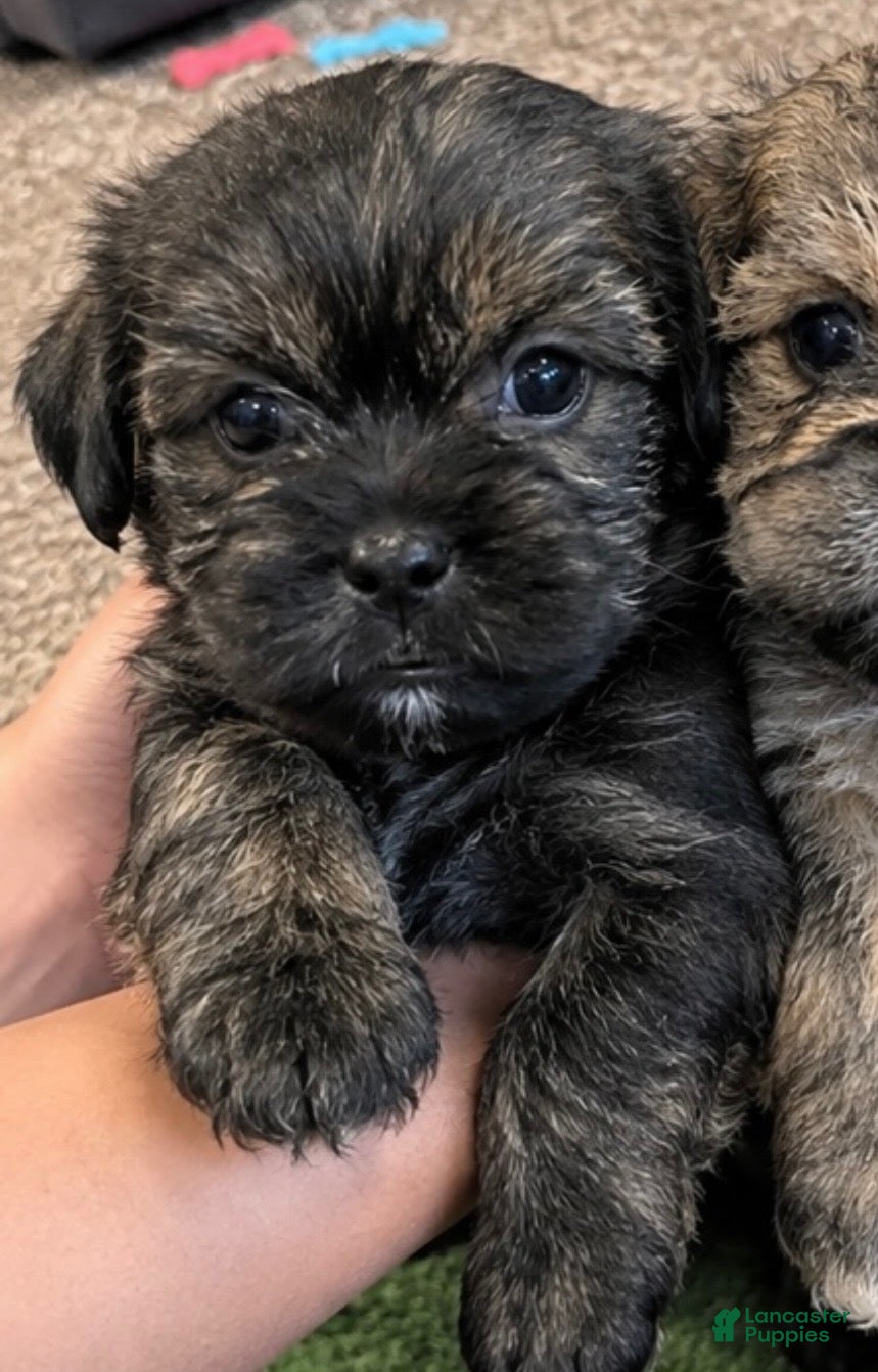 Shorkie dogs Mocha - Ad 41
