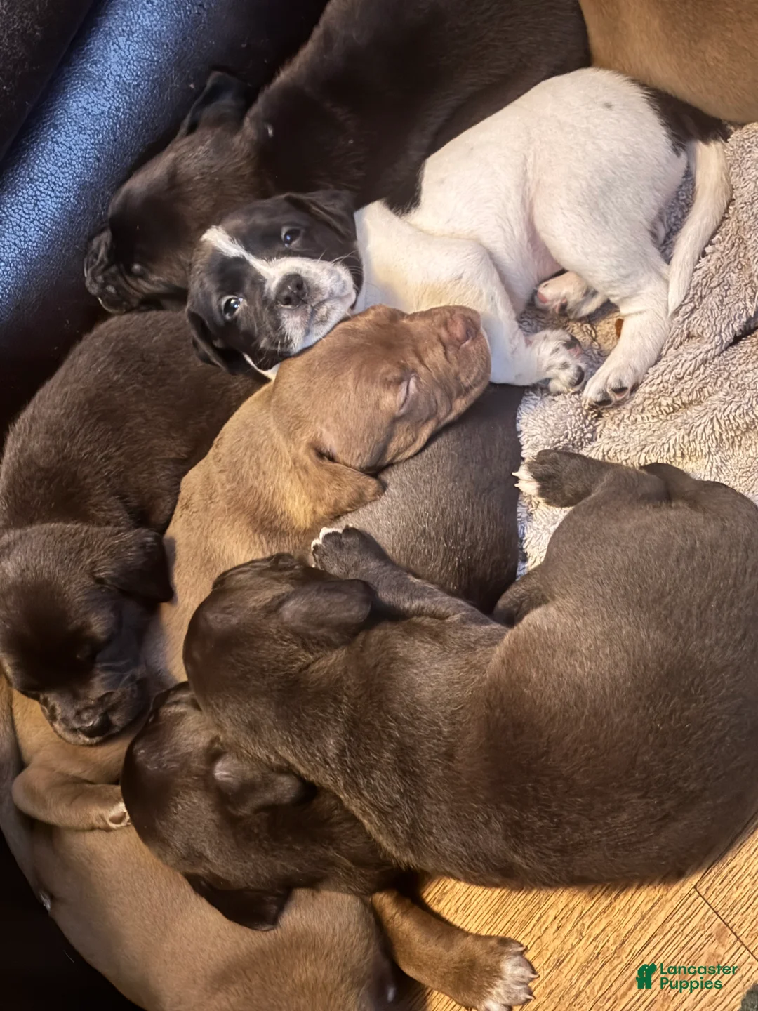 Mixed Breed dogs for sale: Mixed Breed Puppy 9 - Ad 3